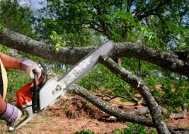 Best Tree Health Inspection  in Lionville, PA